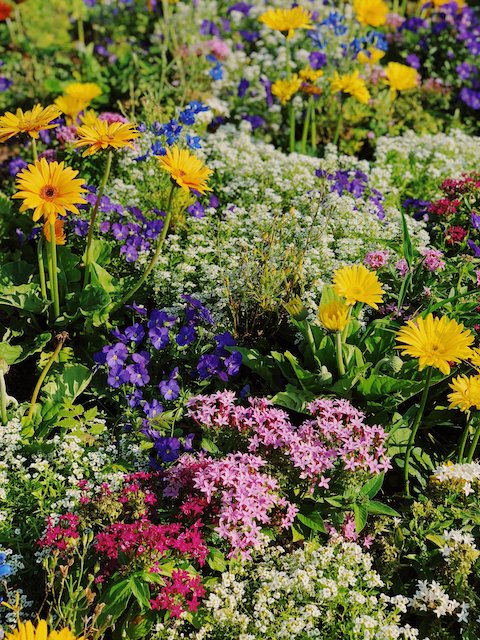 Healthy soil produces vibrant flowers in a regenerative garden.