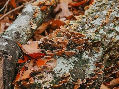 Soil Organic Matter and Soil Structure