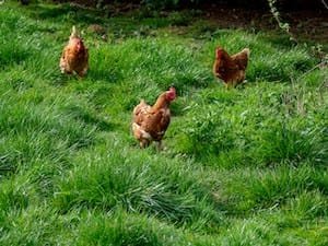 Chickens as your IPM strategy