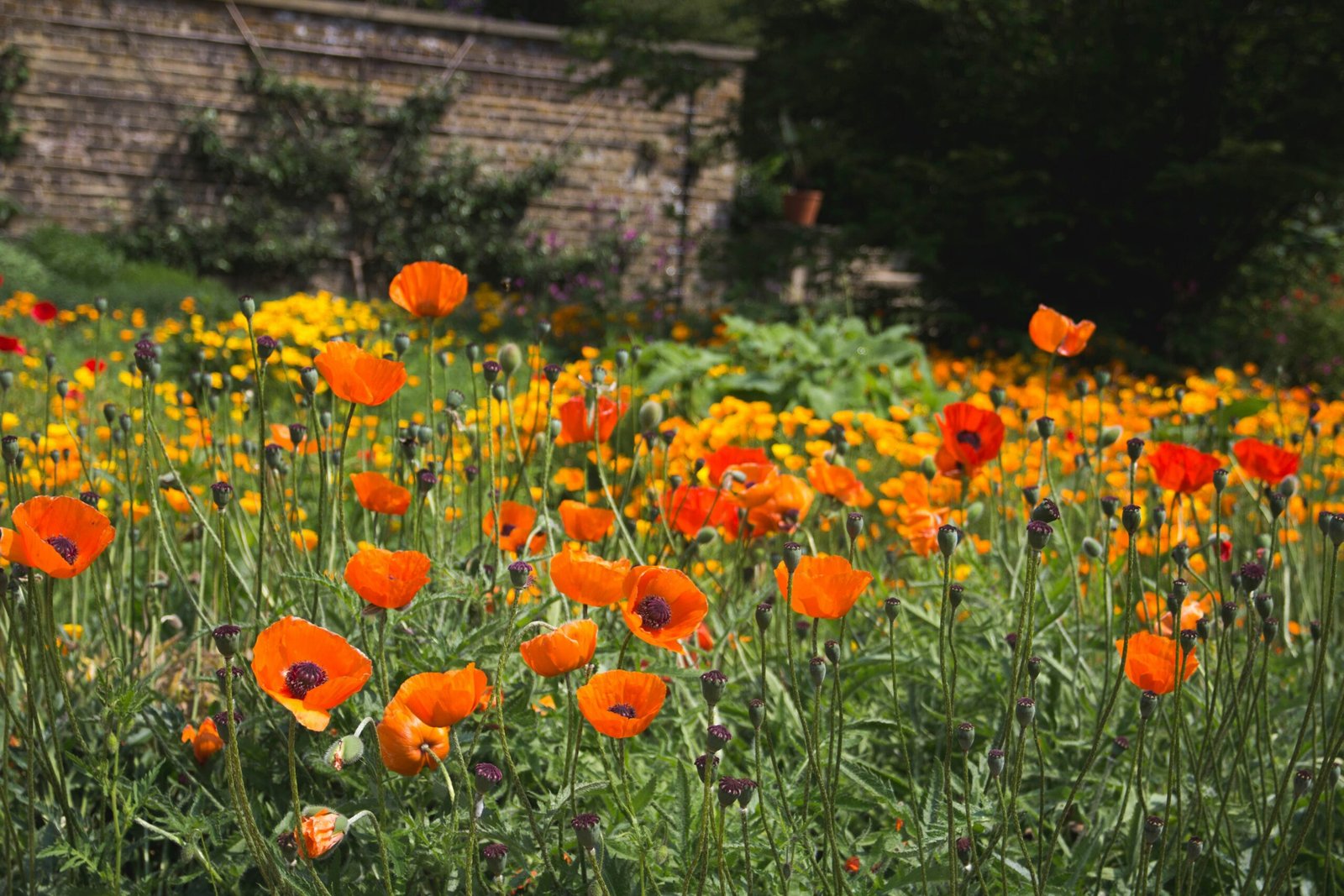 Colorful Regenerative Garden Ideas