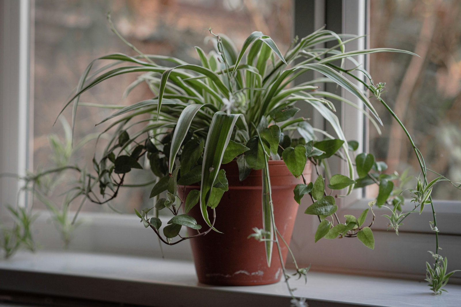 The Benefits of Houseplants