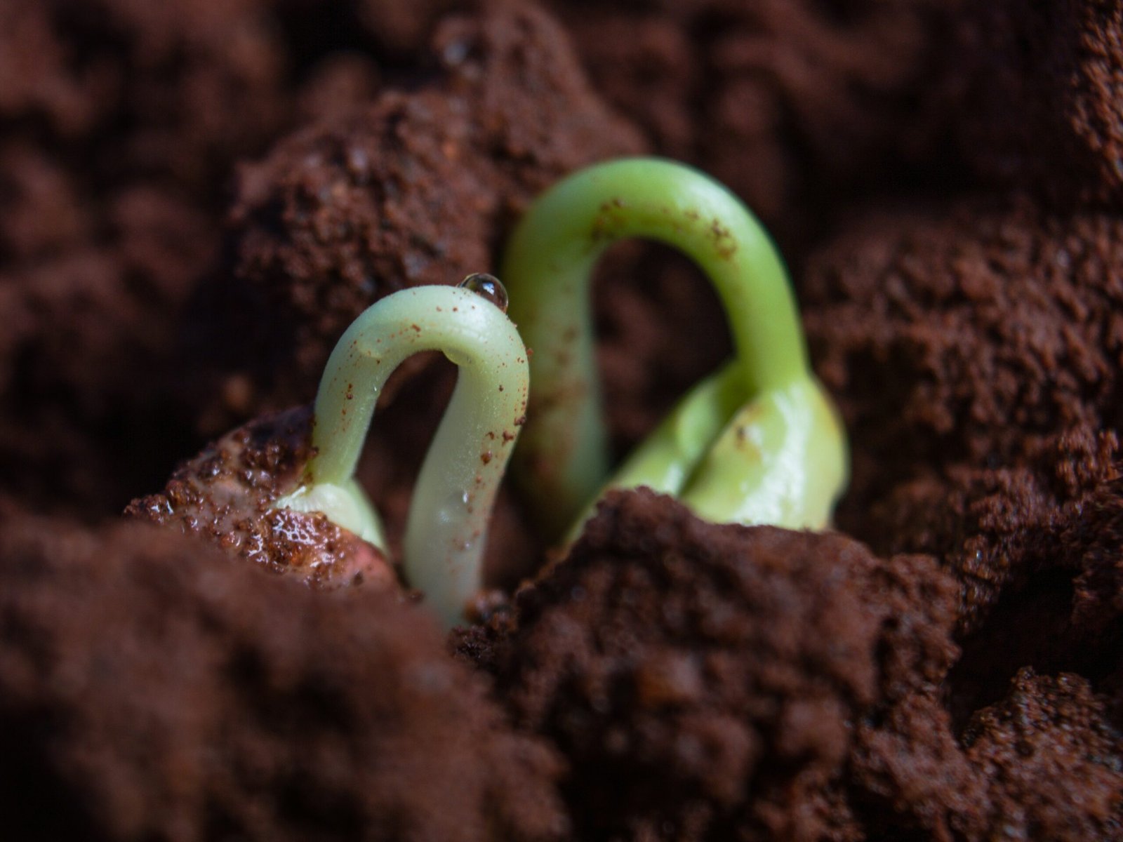 Fermented Organic Matter aka Bokashi