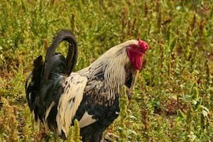 Chicken in cover crop adding manure