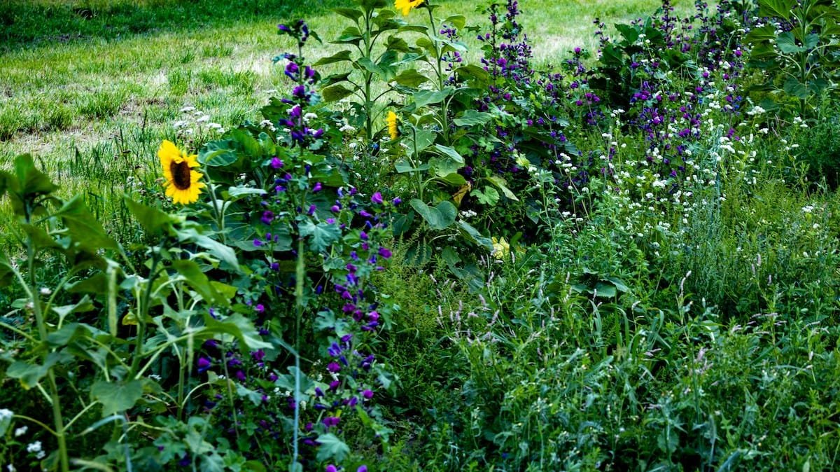 Thriving Regenerative Garden