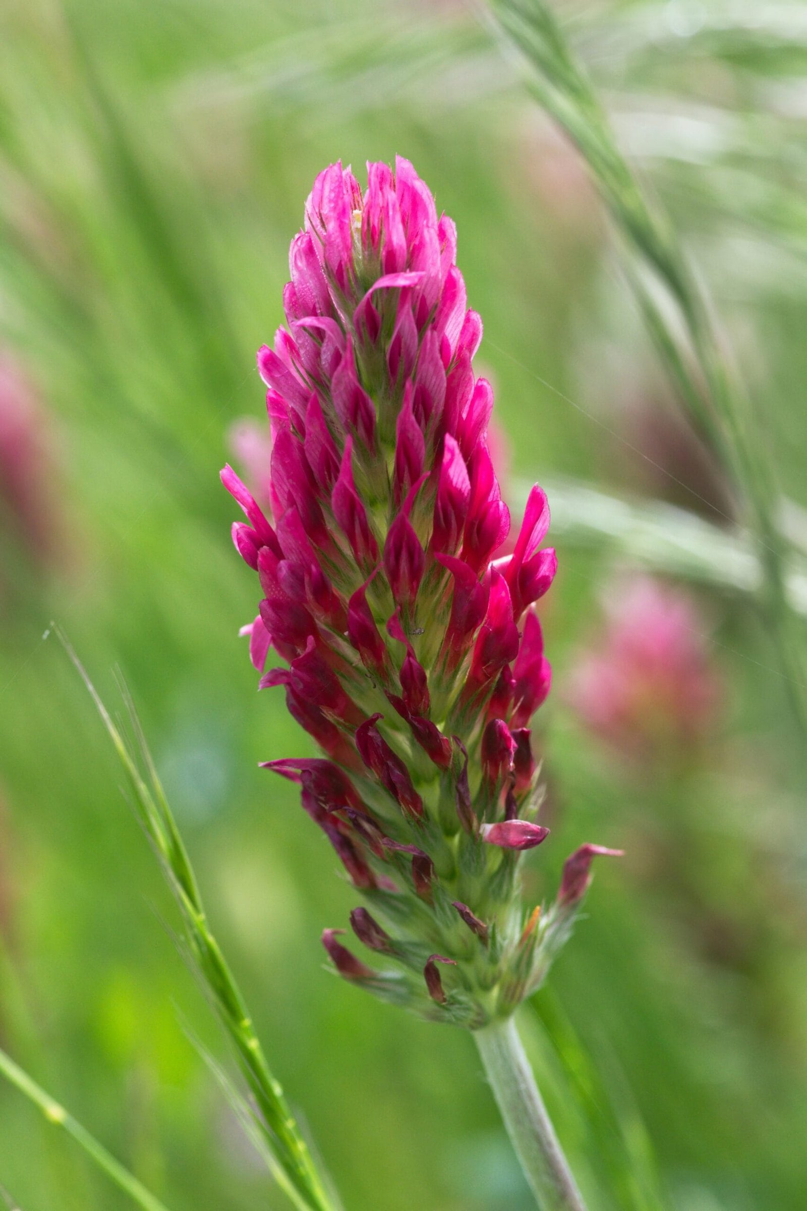 Top 5 Cover Crops to Enhance Your Soil (Part 2)