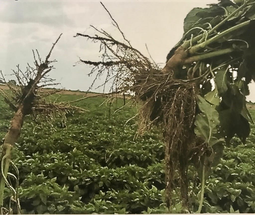 Building Living Soil with Bokashi: A Step-by-Step Guide