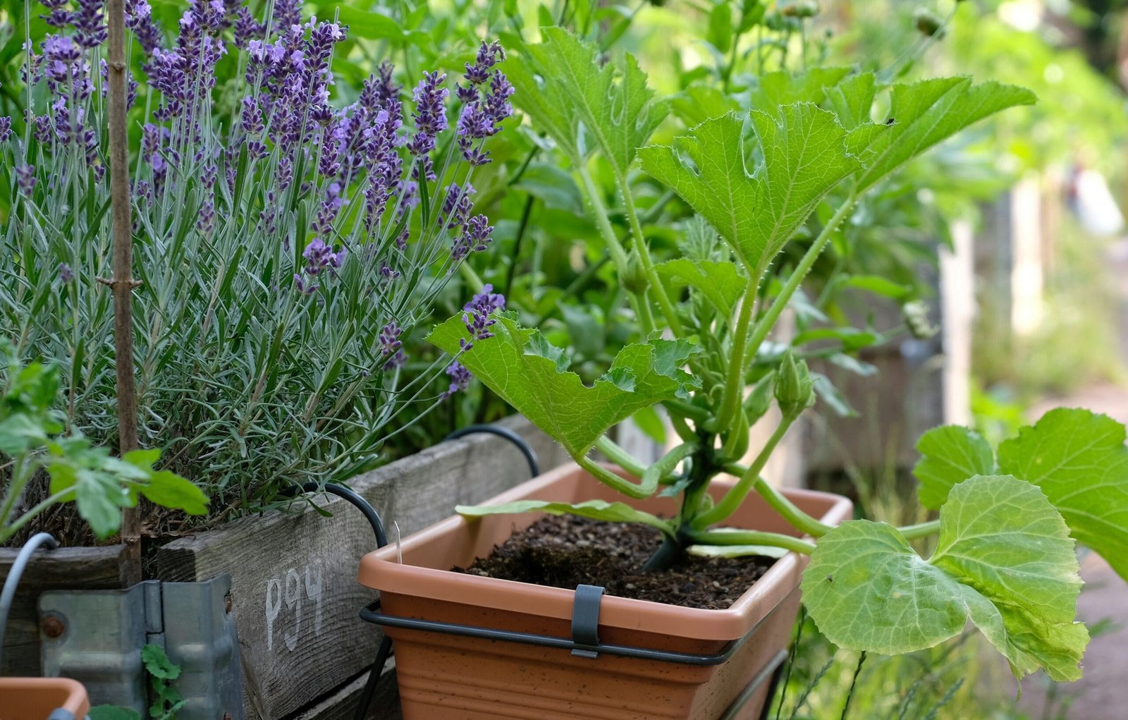 Top 7 Aromatic Repellent Plants