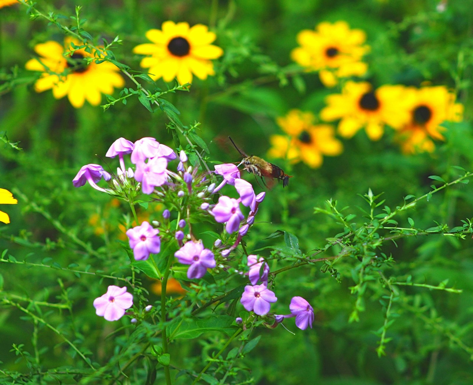 Companion Planting in Regenerative Gardens