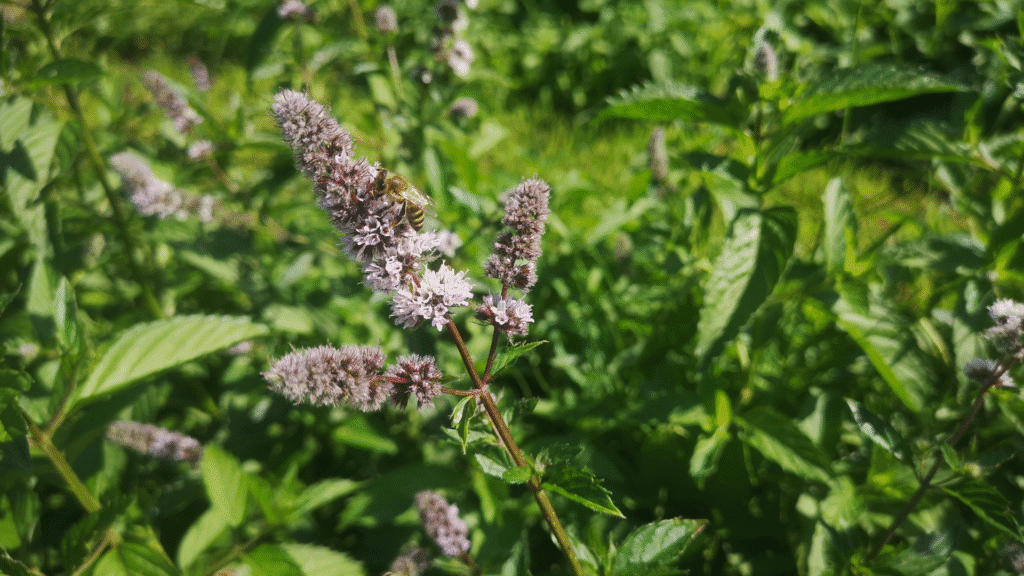 Pennyroyal (Mentha pulegium) Aromatic Repellent Plant