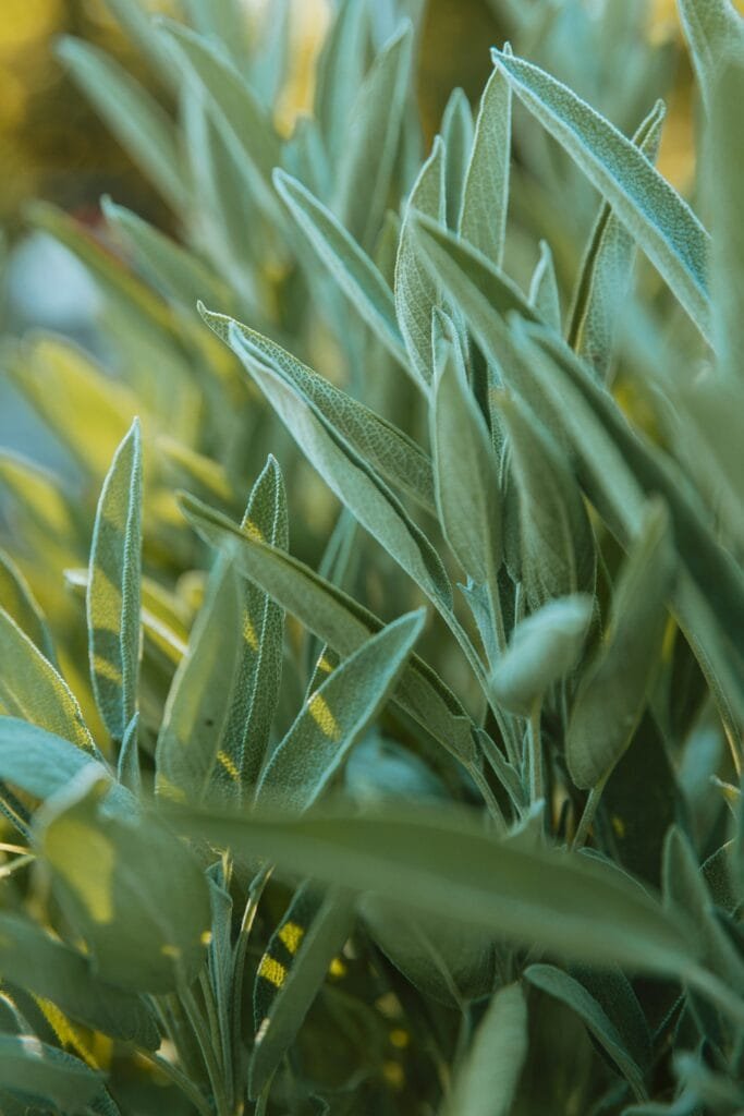 Sage (Salvia officinalis) Aromatic Repellent Plant