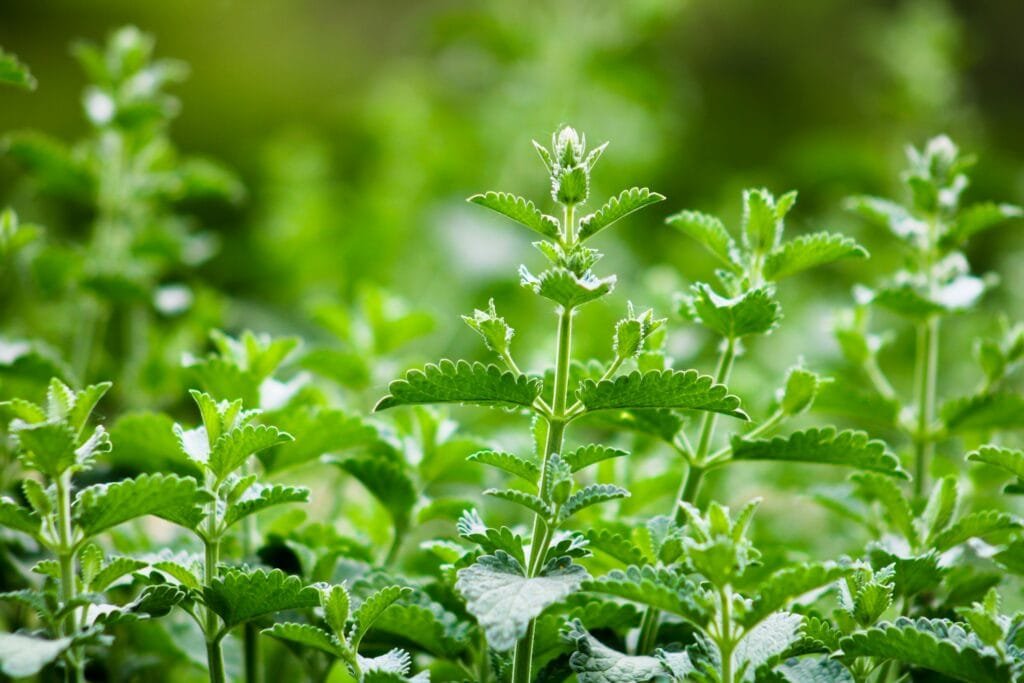 Catnip (Nepeta cataria) Aromatic Repellent Plant