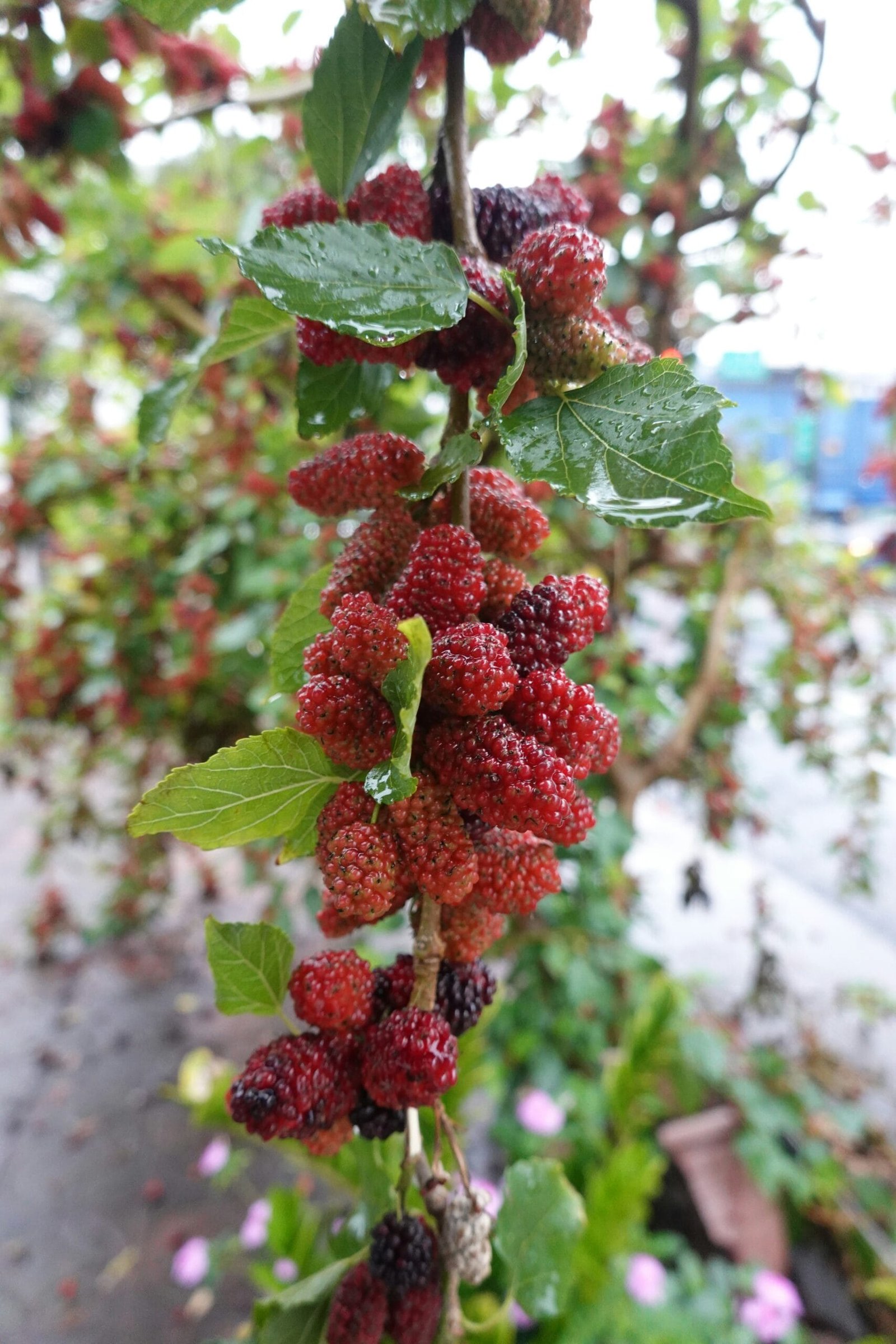 Maximize Your Harvest With Regenerative Strategies