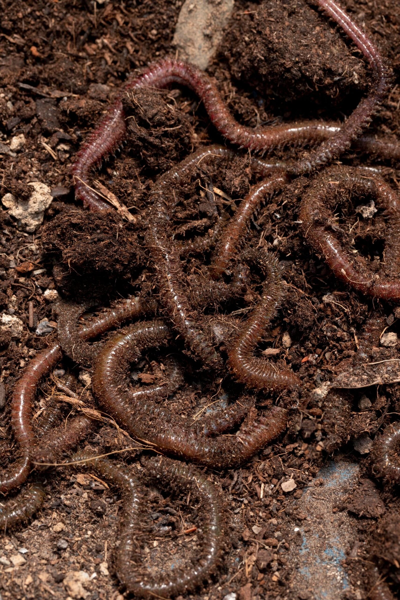 Vermiculture For Gardens