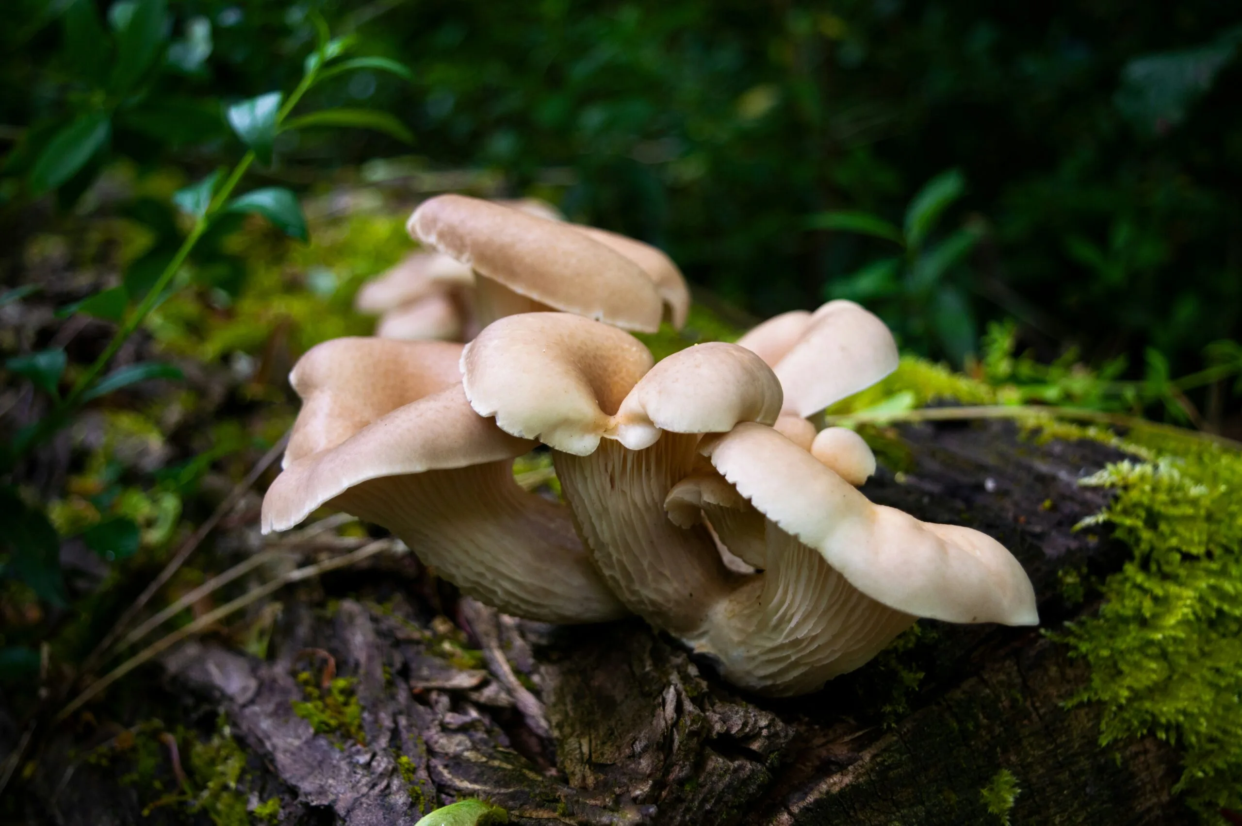 Growing Mushrooms in the Garden