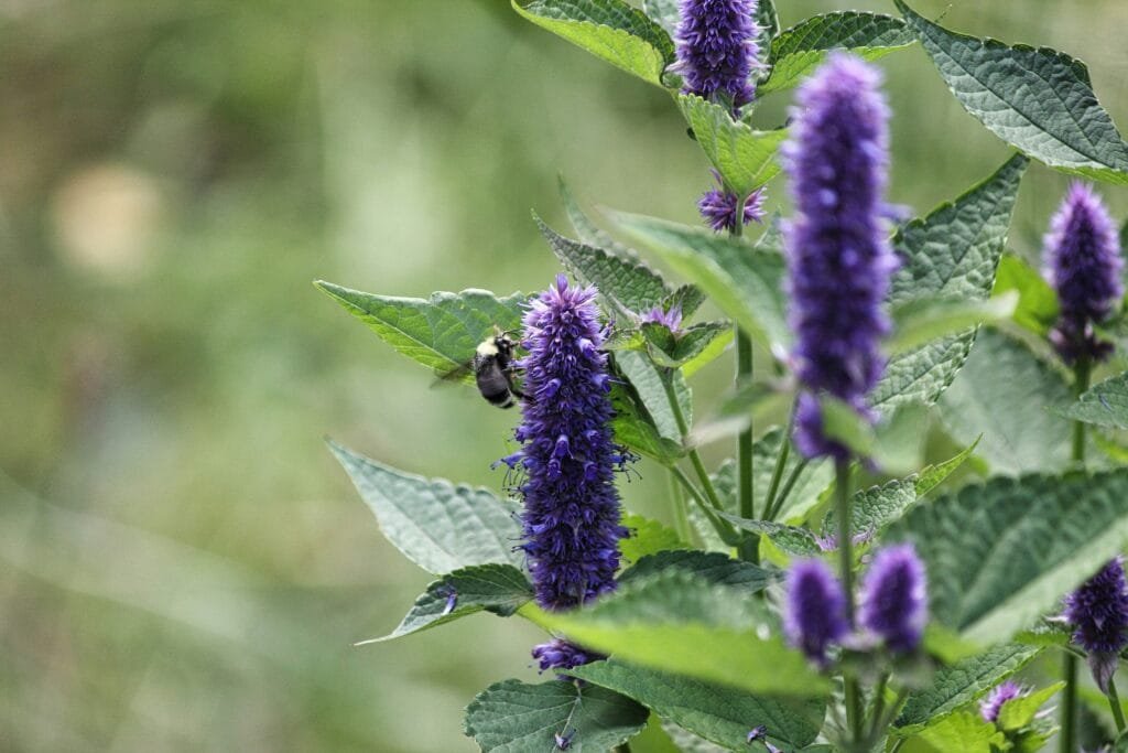 Hyssop (Hyssopus officinalis) Aromatic Repellent Plant