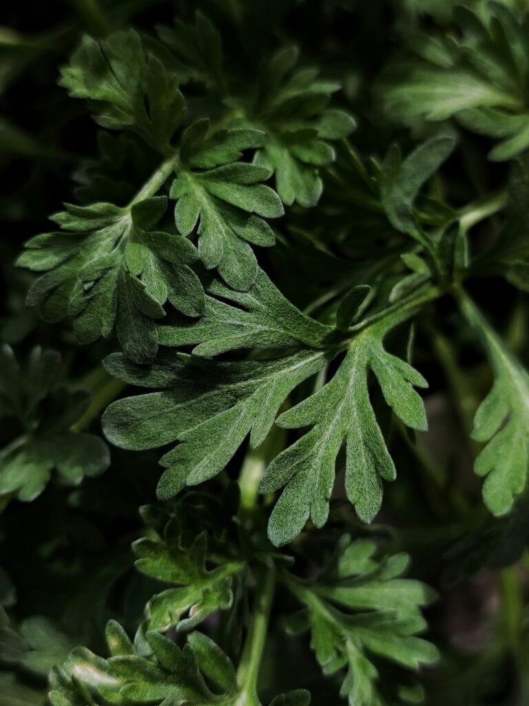 Wormwood (Artemisia absinthium) Aromatic Repellent Plant
