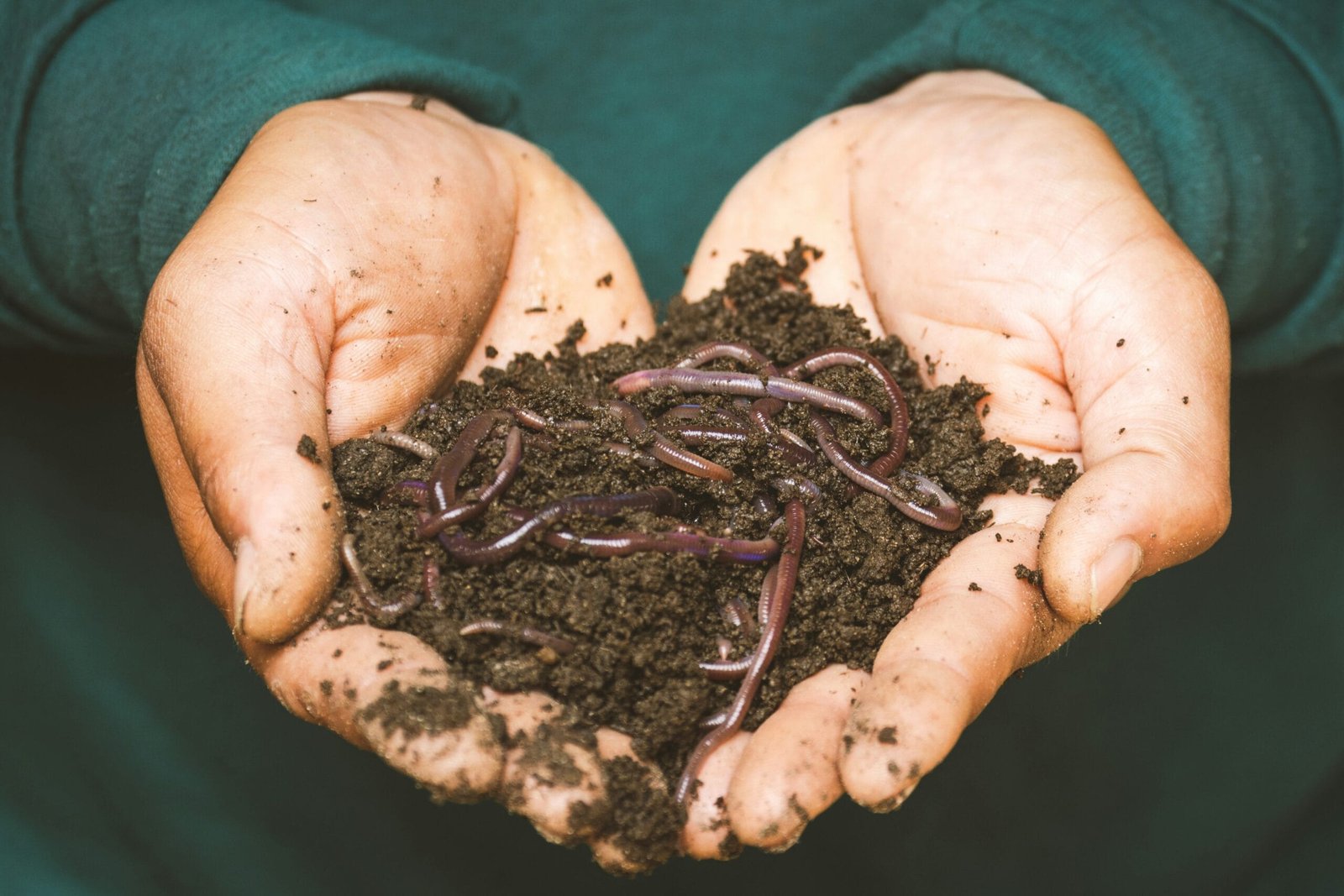 The 5 Best Organic Amendments to Regenerate Soil