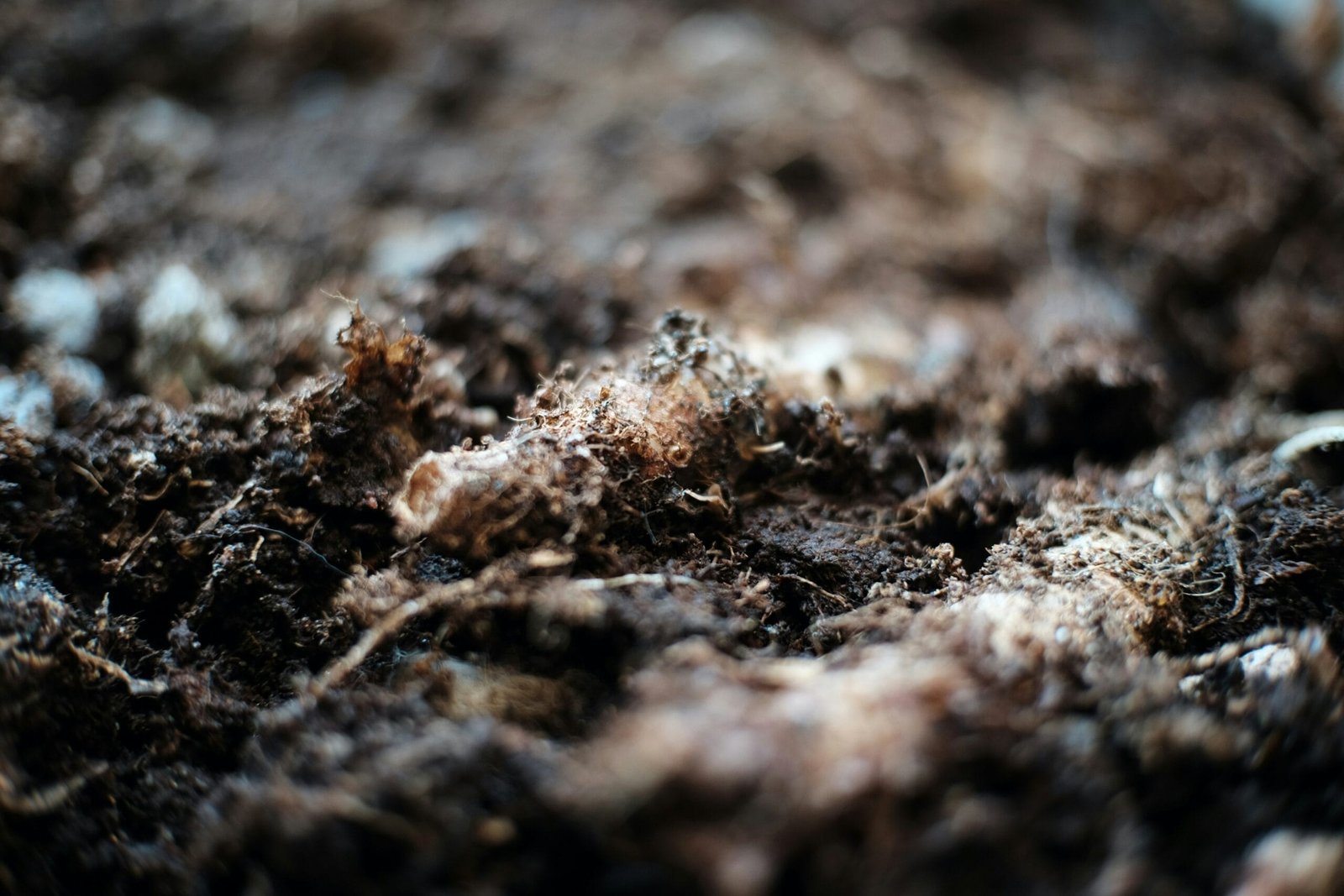 5 Tips To Regenerate Soil