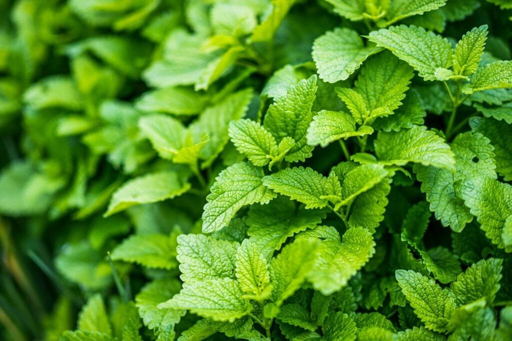Lemon Balm (Melissa officinalis) Aromatic Repellent Plant