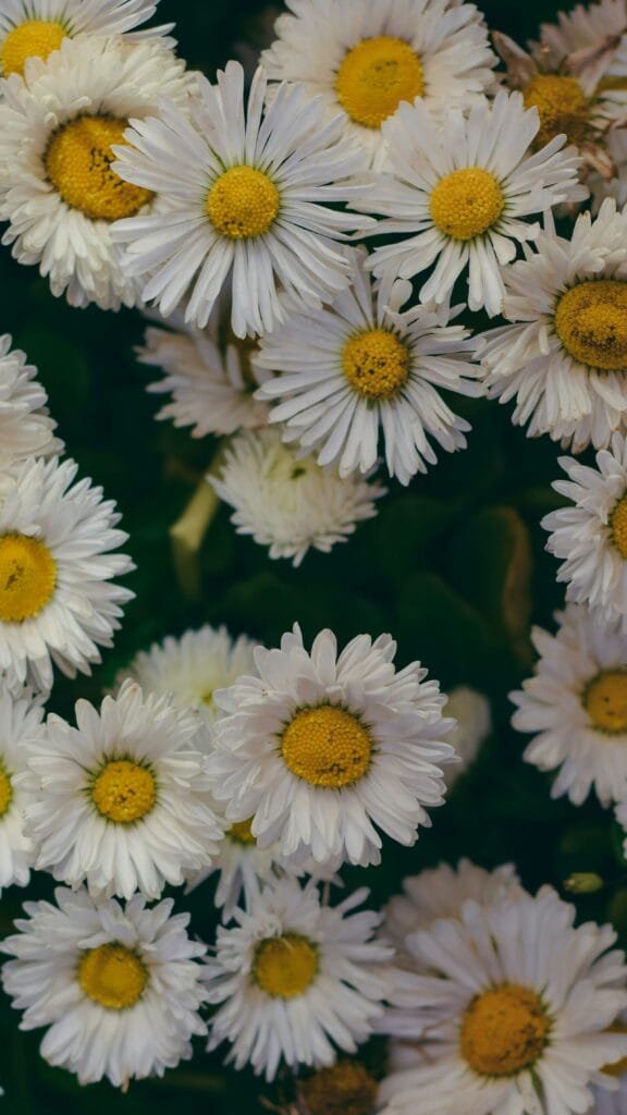 Feverfew (Tanacetum parthenium) Aromatic Repellent Plant