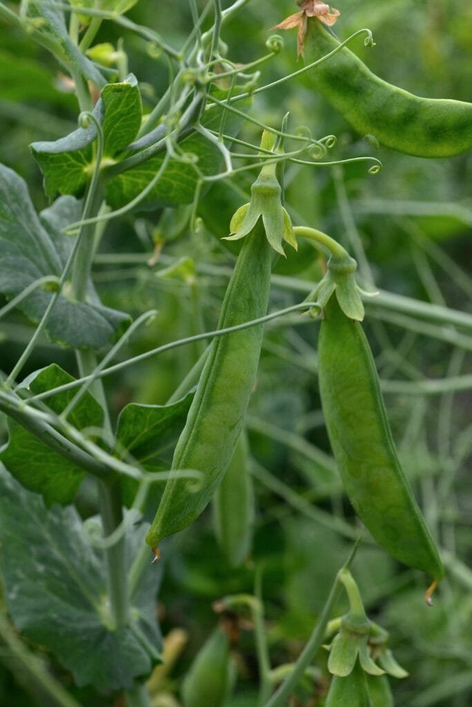 Legumes are one of the best cover crops you can use.