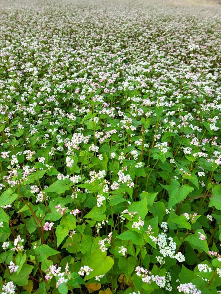 Best cover crop for its rapid growth and capacity to enhance soil fertility