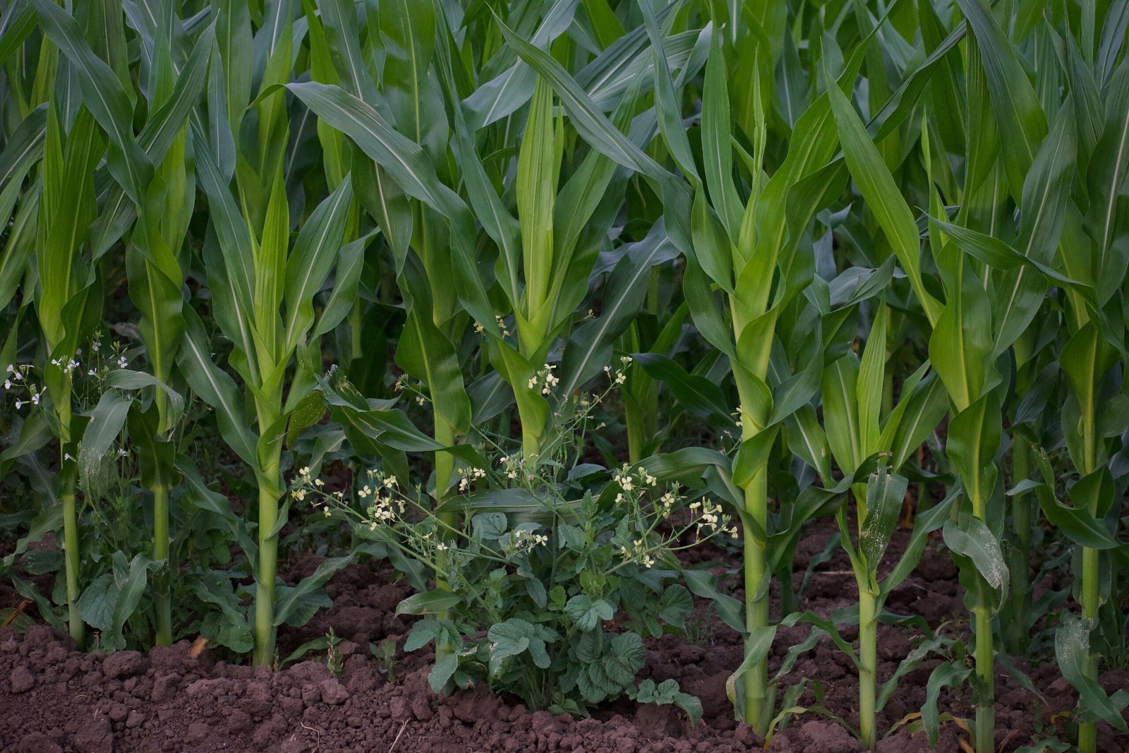 5 Best Cover Crops to Enhance Your Soil Quality and Fertility (Part 1)