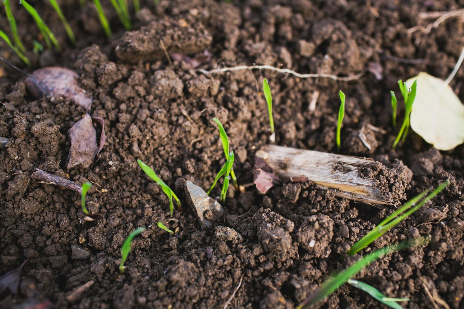 Why Soil Microbes Are the Future of Sustainable Food Production