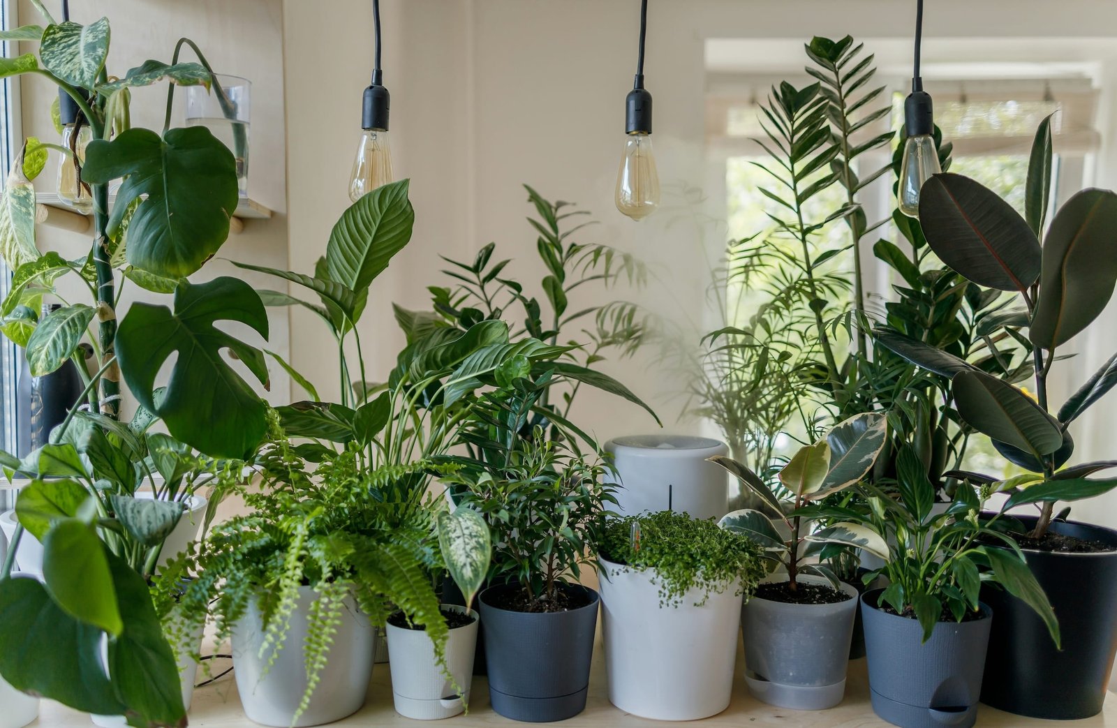 Tips For Indoor Gardens With A Regenerative Approach