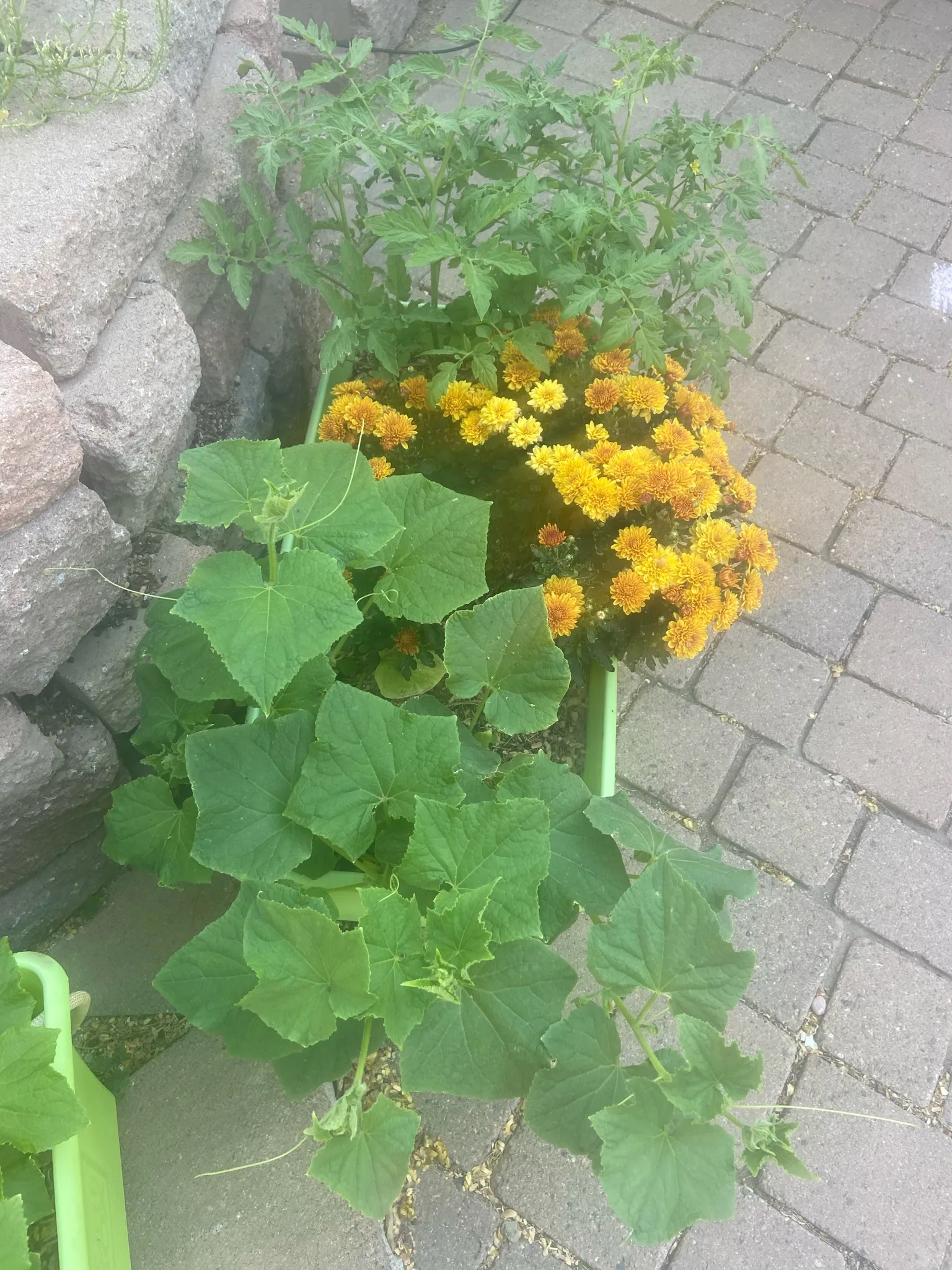 Have You Ever Heard of EarthBoxes?