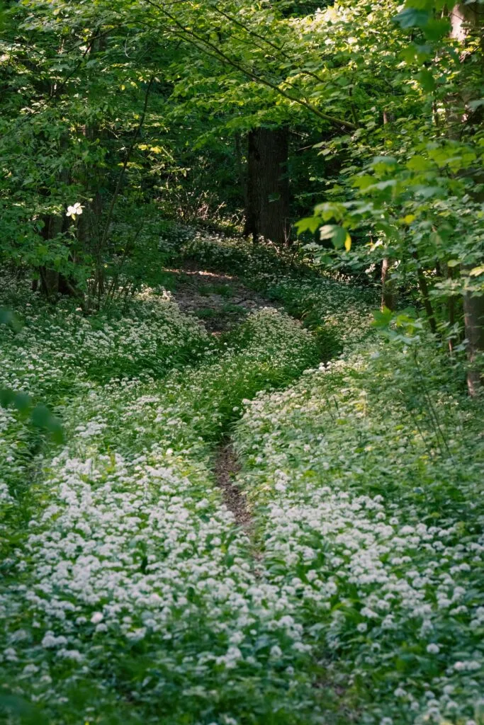 Regenerative Garden Path